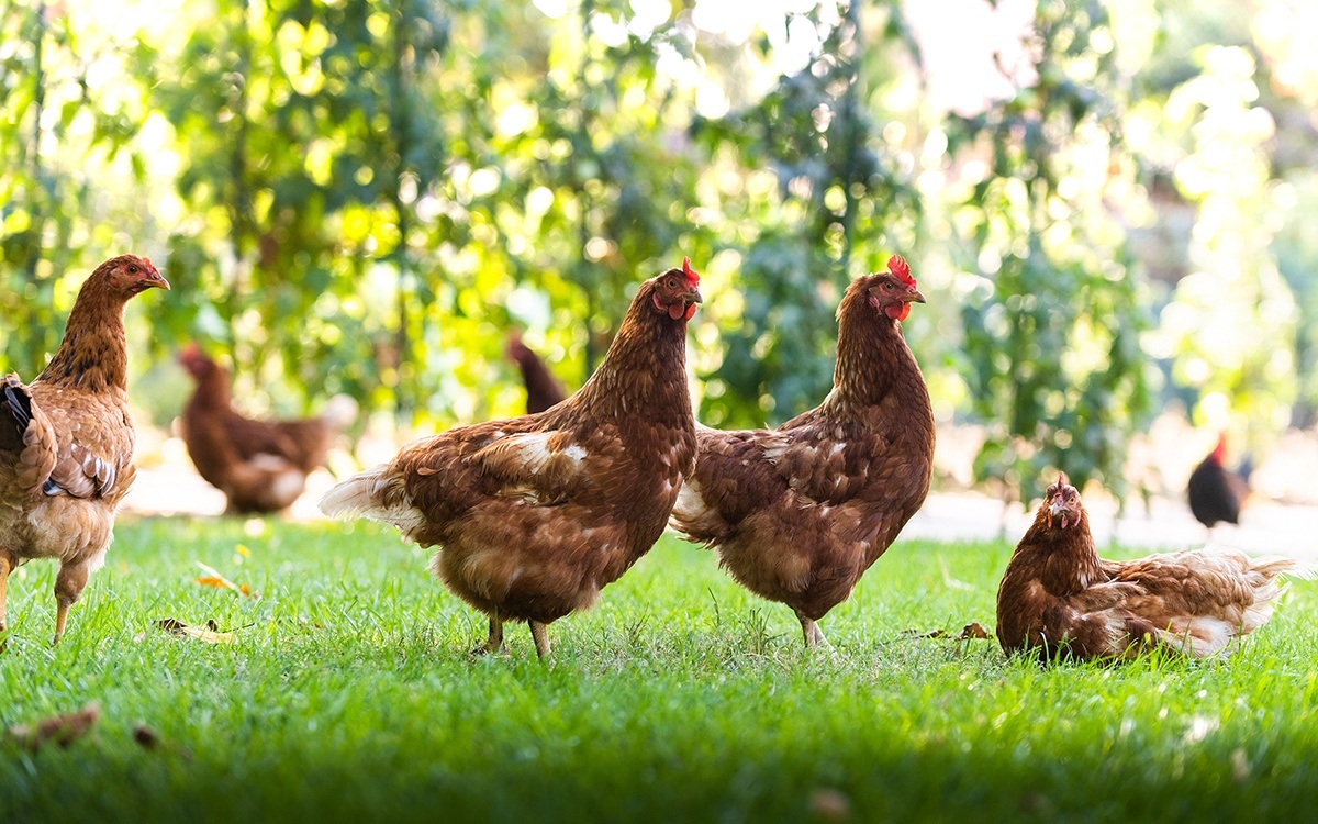 Live Chickens with Muscatine County Conservation - August 24 Image